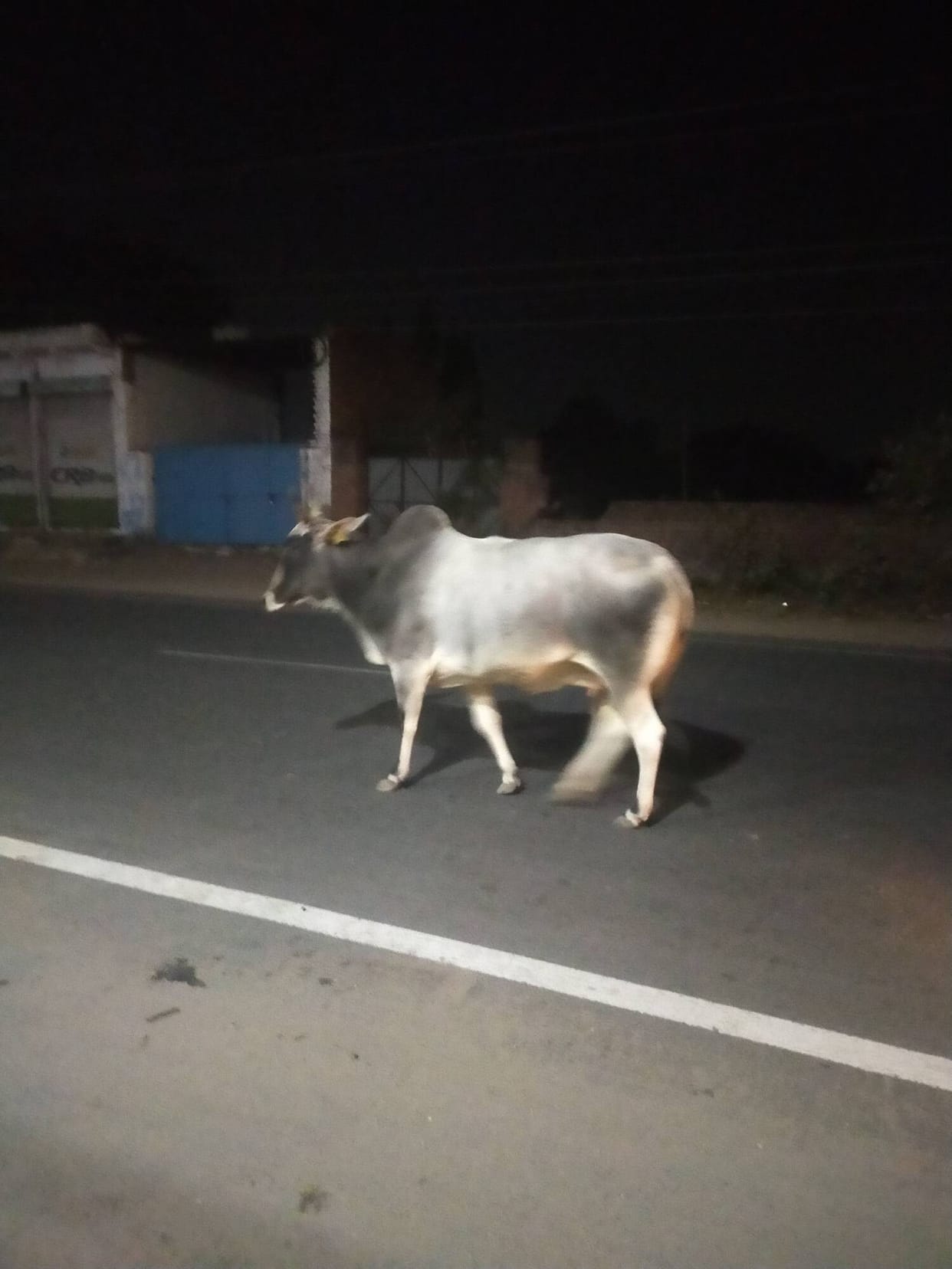Hey brother, walk carefully... an accident may happen while trying to save the cattle.