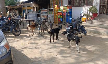 The Municipal Corporation has issued a tender of Rs 31 lakh to get rid of dogs and monkeys.