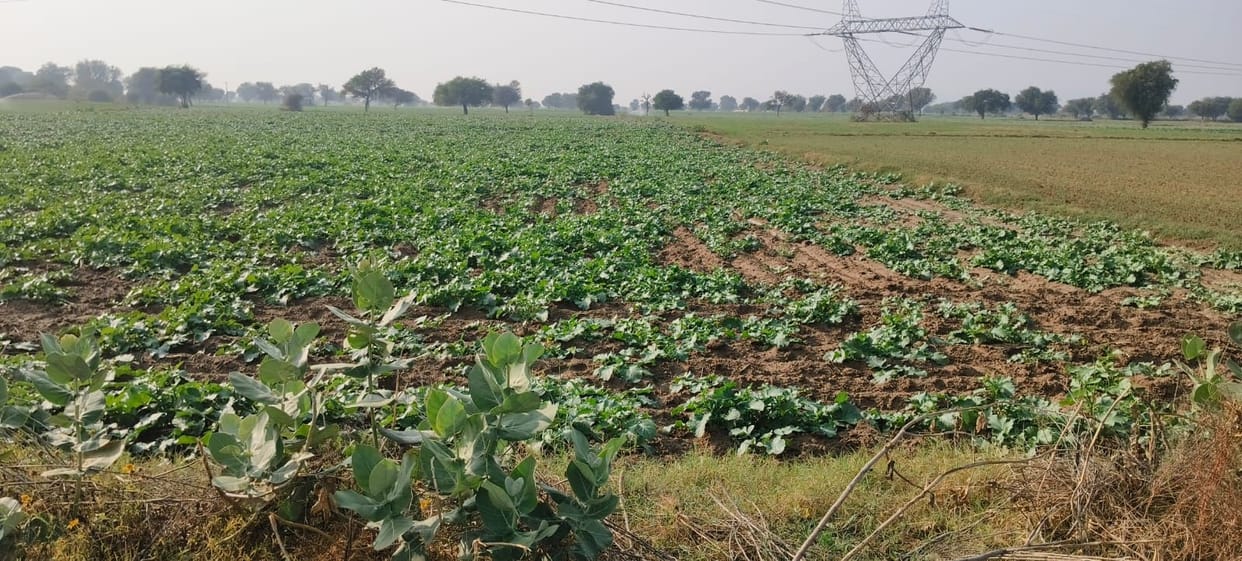 India and Israel will work on crop protection technology and business
