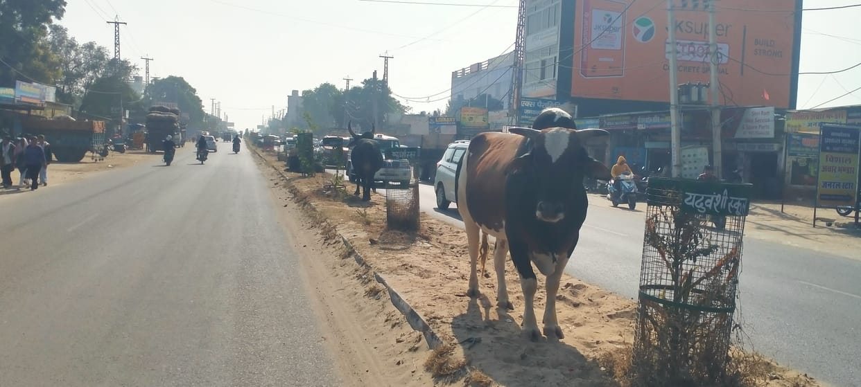 Highway dividers become shelters for stray cattle