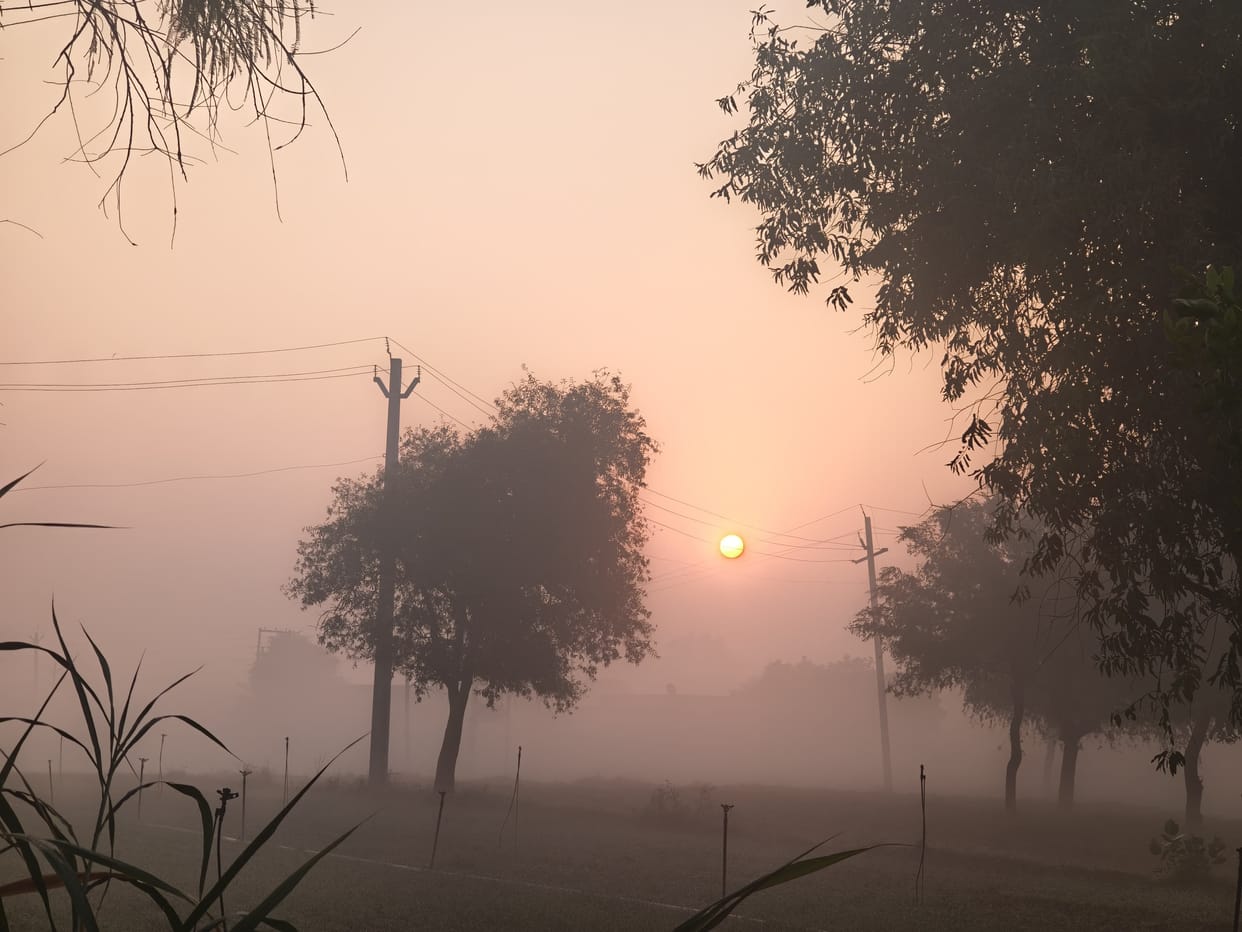 Fog is beneficial for mustard and wheat crops