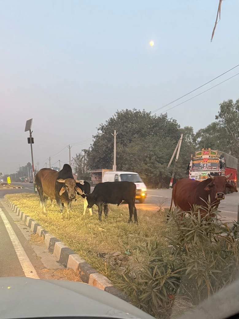 Stray animals on the highway are killing pedestrians, and those responsible remain ignorant.