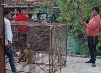 Claims to have caught five hundred monkeys... terror in every street and locality
