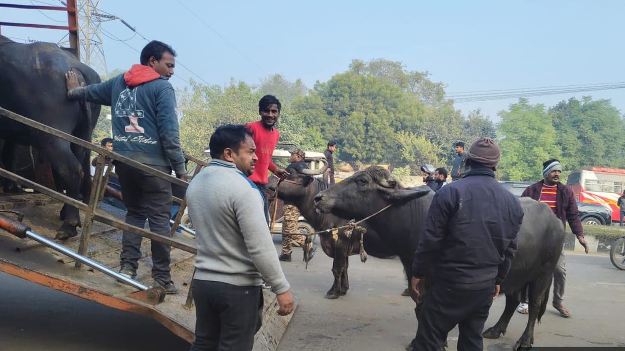 Amid massive protests, the Municipal Corporation took action against illegal dairies in the Para area.