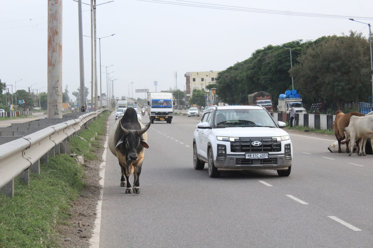 Claims are baseless: Cattle are racing against vehicles on National Highway 44.