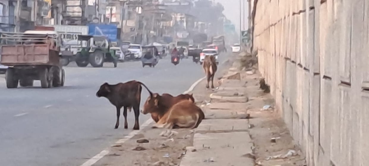 Stray animals on the highway are also causing accidents, the police are helpless, there are no arrangements.