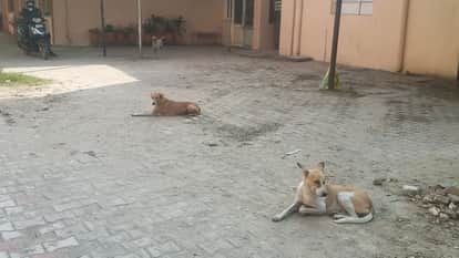 Stray dogs roam around government offices, creating fear among residents