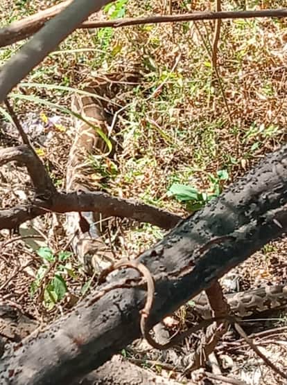 Giant python caught in Dulapur village