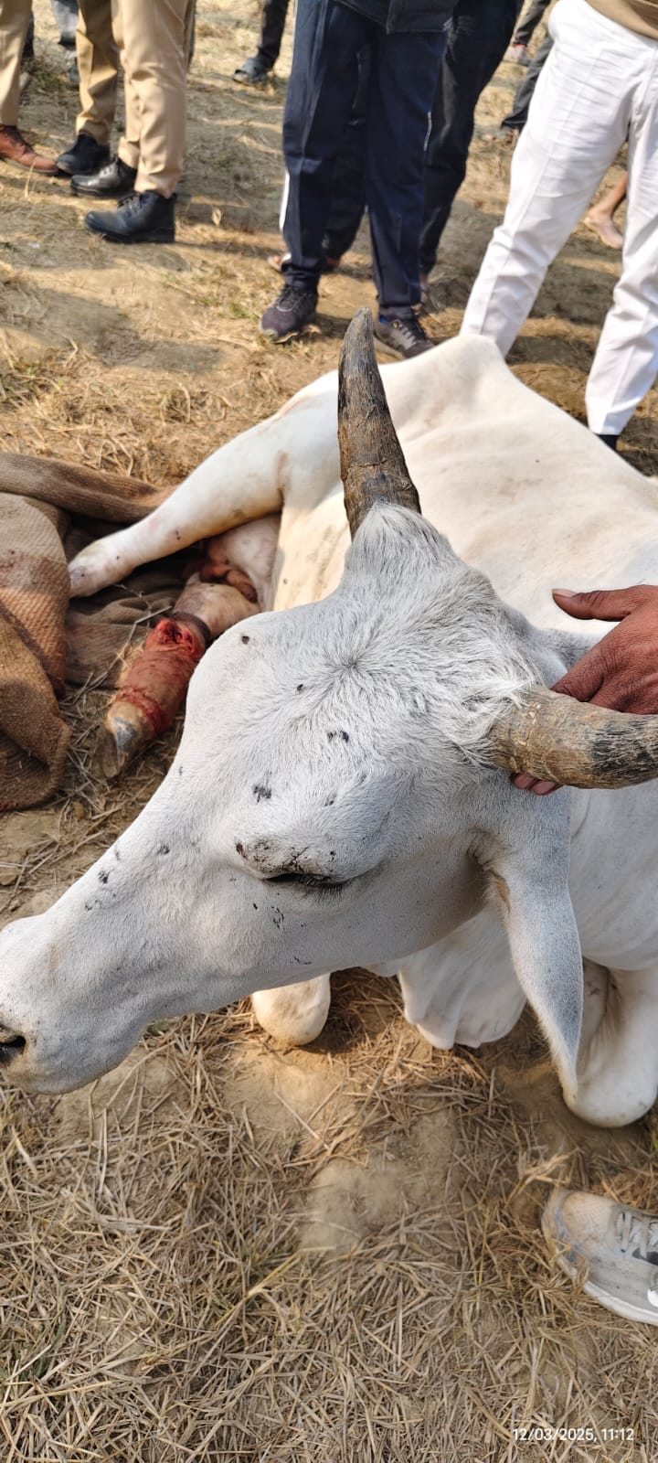 Hindus created ruckus on the information of cow slaughter.