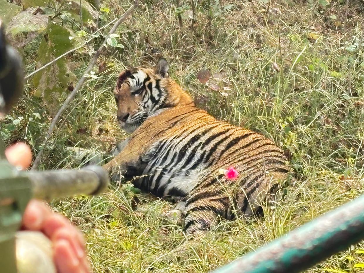 Tigers fight in Panna Tiger Reserve, one suffers deep head wounds