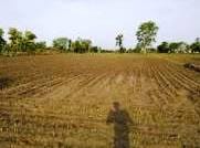 The threat of becoming barren looms over the gold-bearing soil