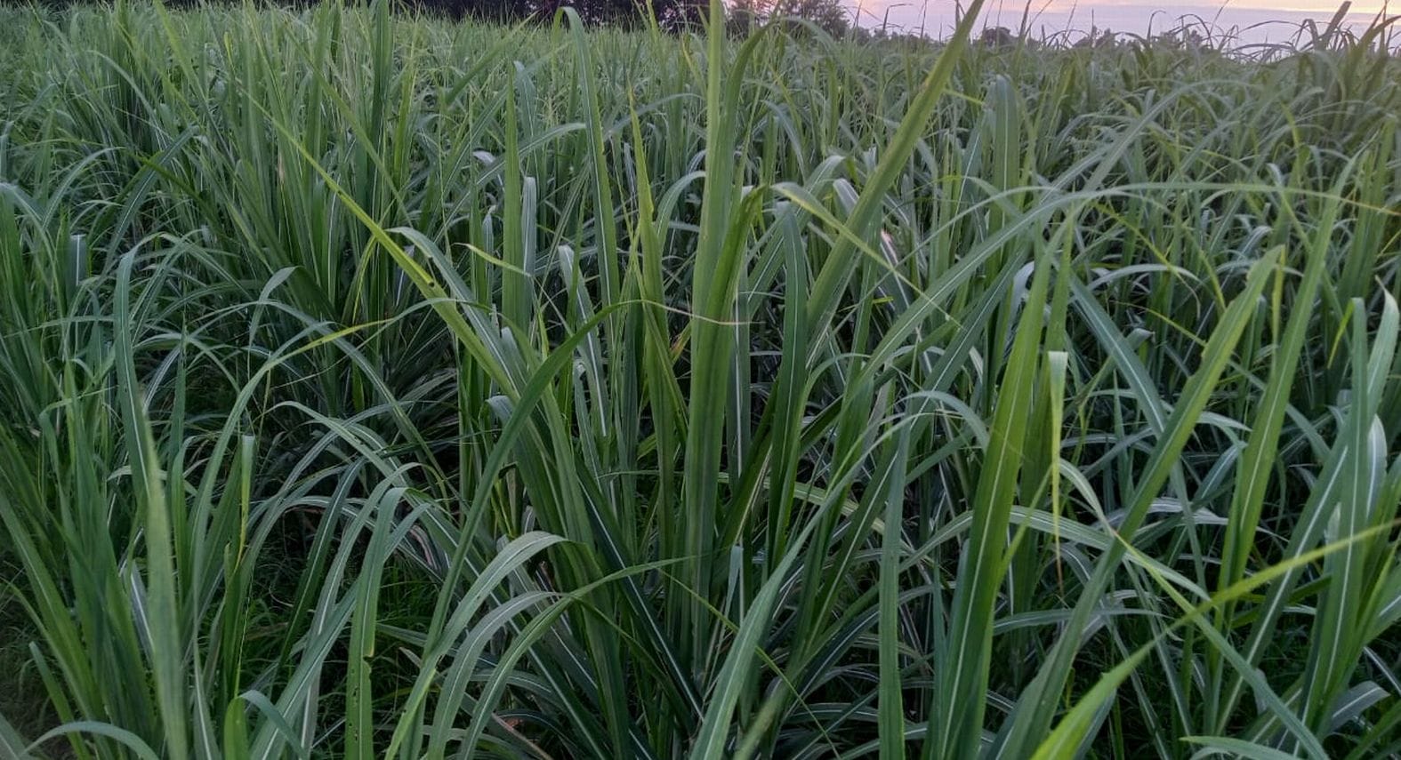 Sugarcane crushing will start at the sugar mill from eight