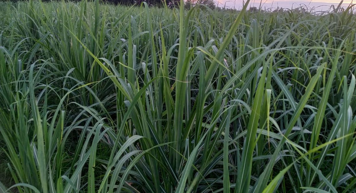 Sugarcane crushing will start at the sugar mill from eight