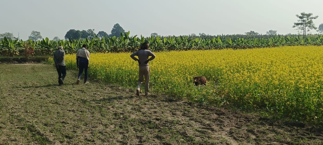 Tiger kills calf in Patihan village, panic spreads among villagers