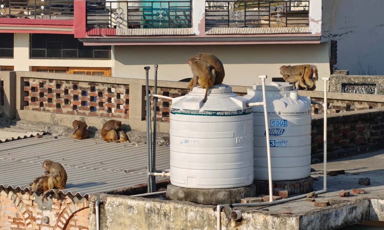 People are troubled by the monkeys' antics