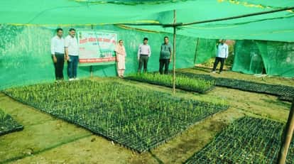 200 women are preparing nurseries for new sugarcane varieties.