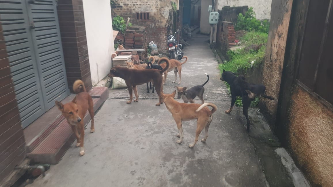 The city is unable to get rid of stray dogs