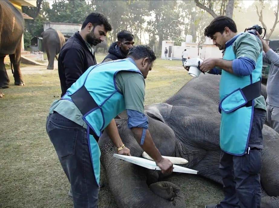 Health check-up of Dudhwa elephants