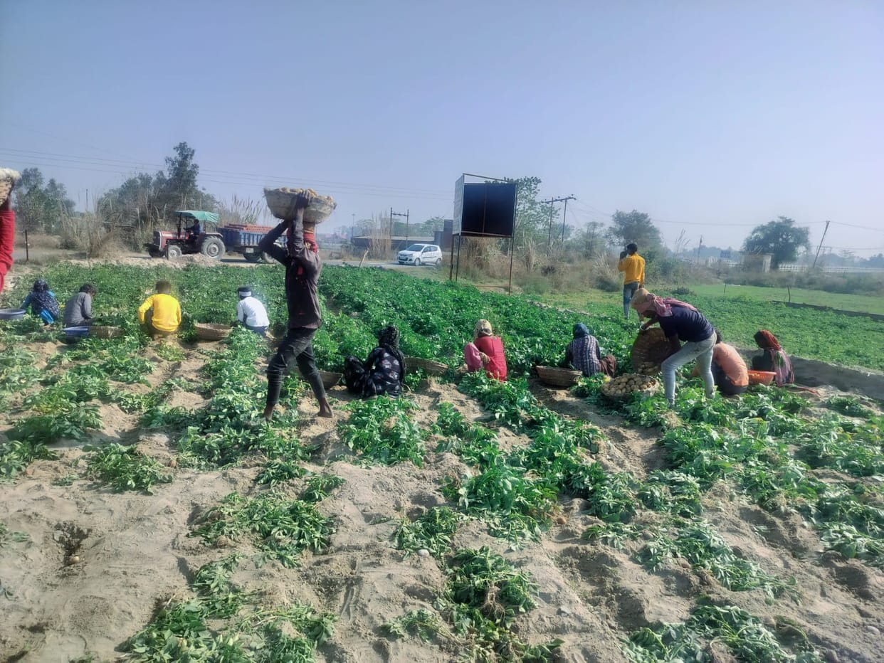 Three thousand quintals of wheat seeds were not sold in the district