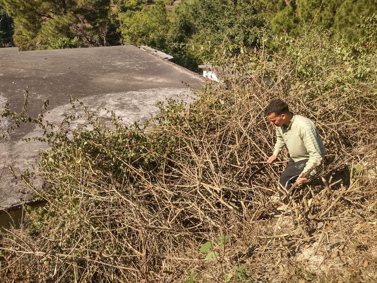 Bushes were cut to reduce the fear of leopards.