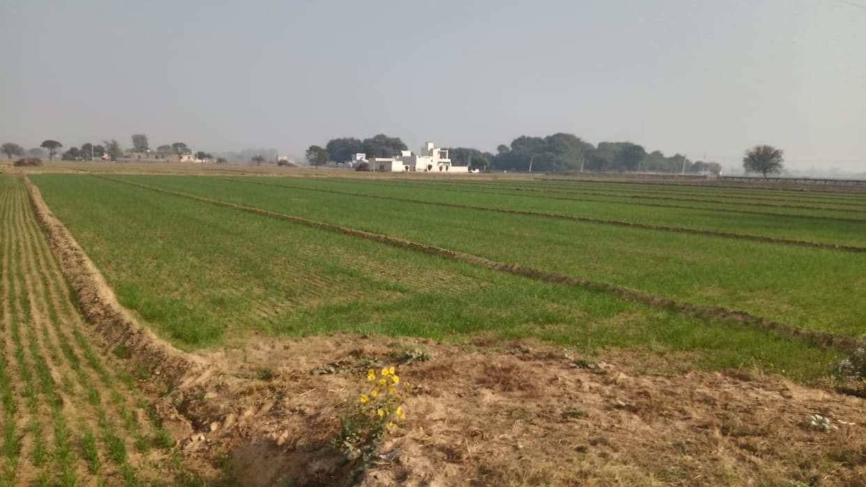 1305 farmers who adopted crop rotation are waiting for subsidy