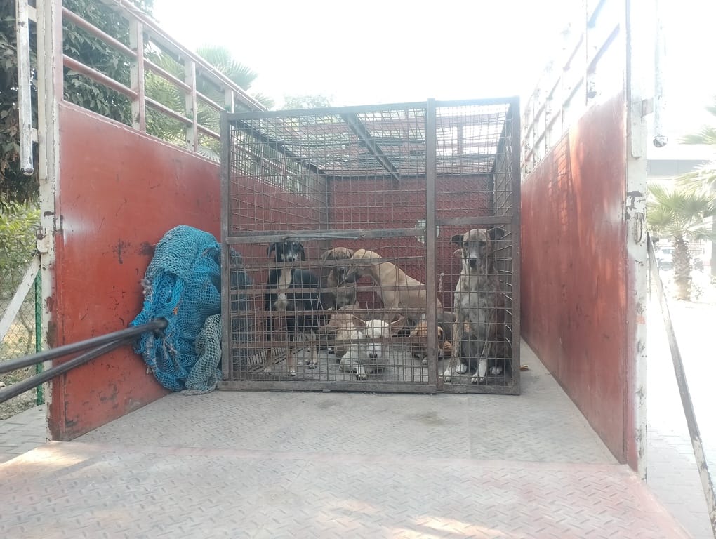 25 stray dogs caught from the district civil hospital, the campaign lasted for an hour