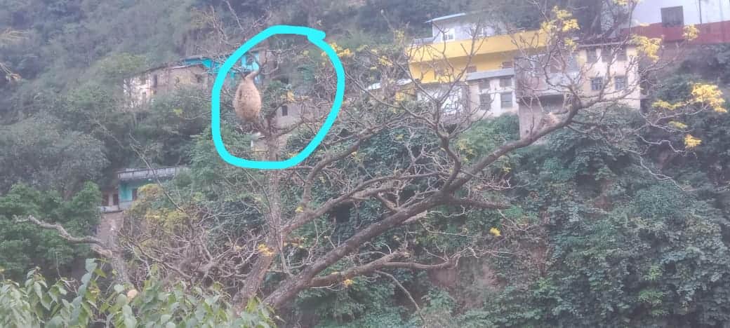  झूलाघाट कोतवाली के समीप रिहायशी इलाके में बने ततैयाें के छत्ते। संवाद