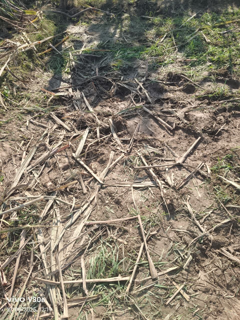 The elephant destroyed the sugarcane crop