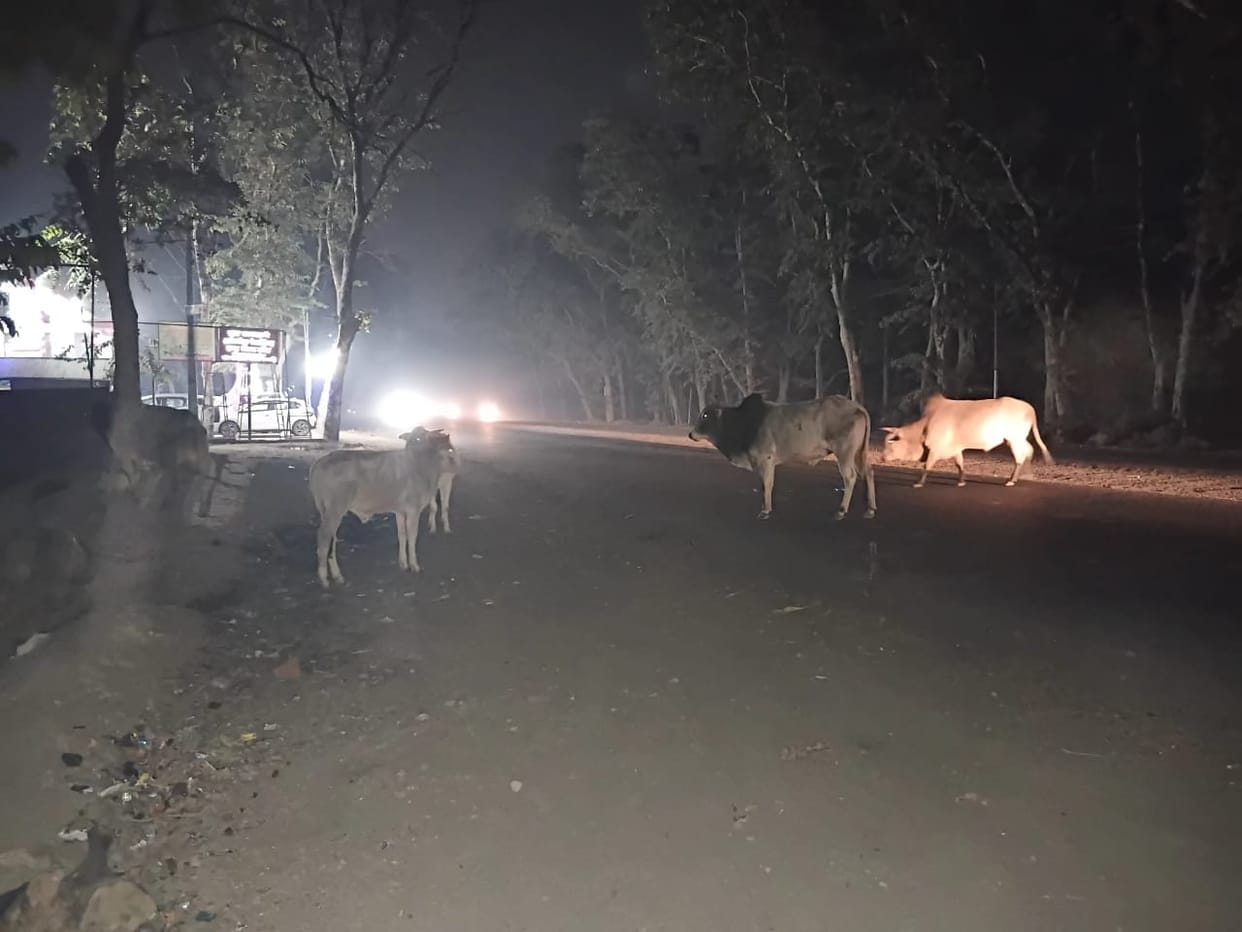 Highway: Dilapidated road, trees standing on the roadside... risk of accidents in the fog.