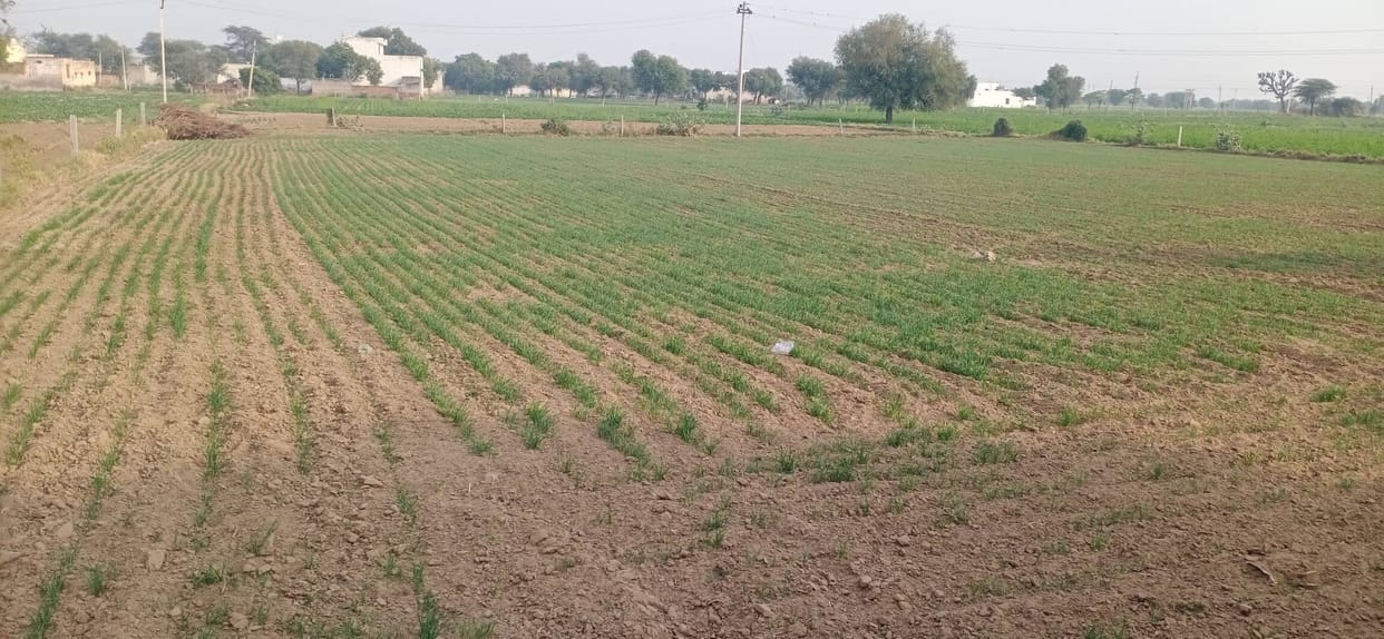 Fertilizer shortages hinder crop irrigation