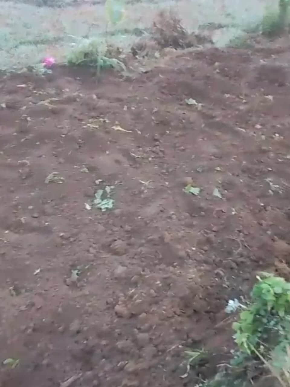 नाचनी के धामी फल्याटी गांव में सुअरों के झुंड ने तबाह किया पालक का खेत। संवाद