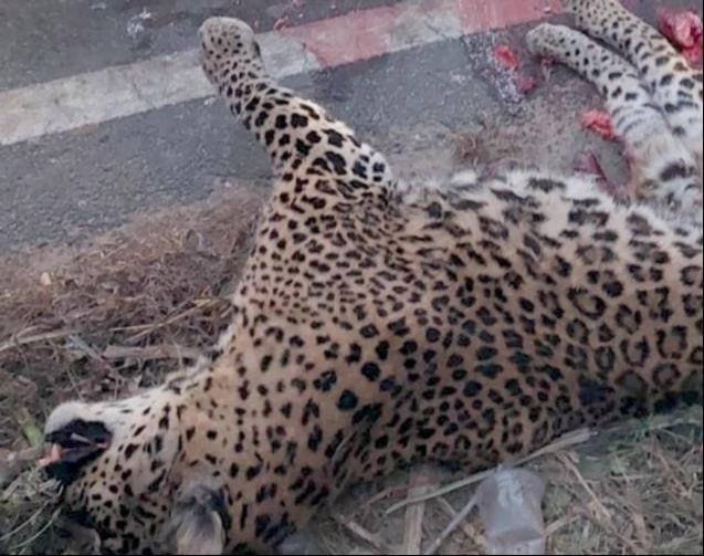 Leopard dies in road accident, forest department starts investigation