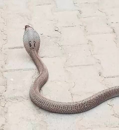 Cobra found in tehsil premises, panic ensues