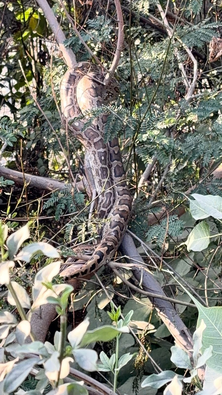 A 20-foot-long python was spotted on a tree near the Amravati bridge.