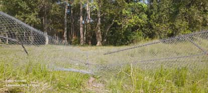 Tree felling continues unabated in Bathua forest