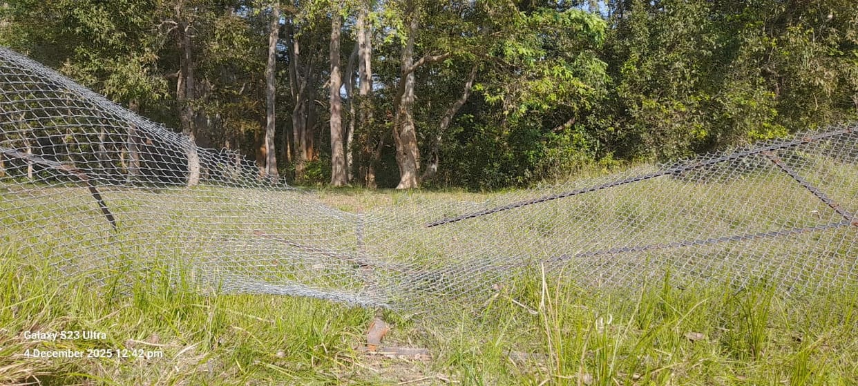 Tree felling continues unabated in Bathua forest