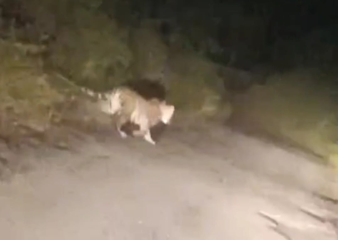 Leopard appears in front of cars on Chandimandir-Morni Road
