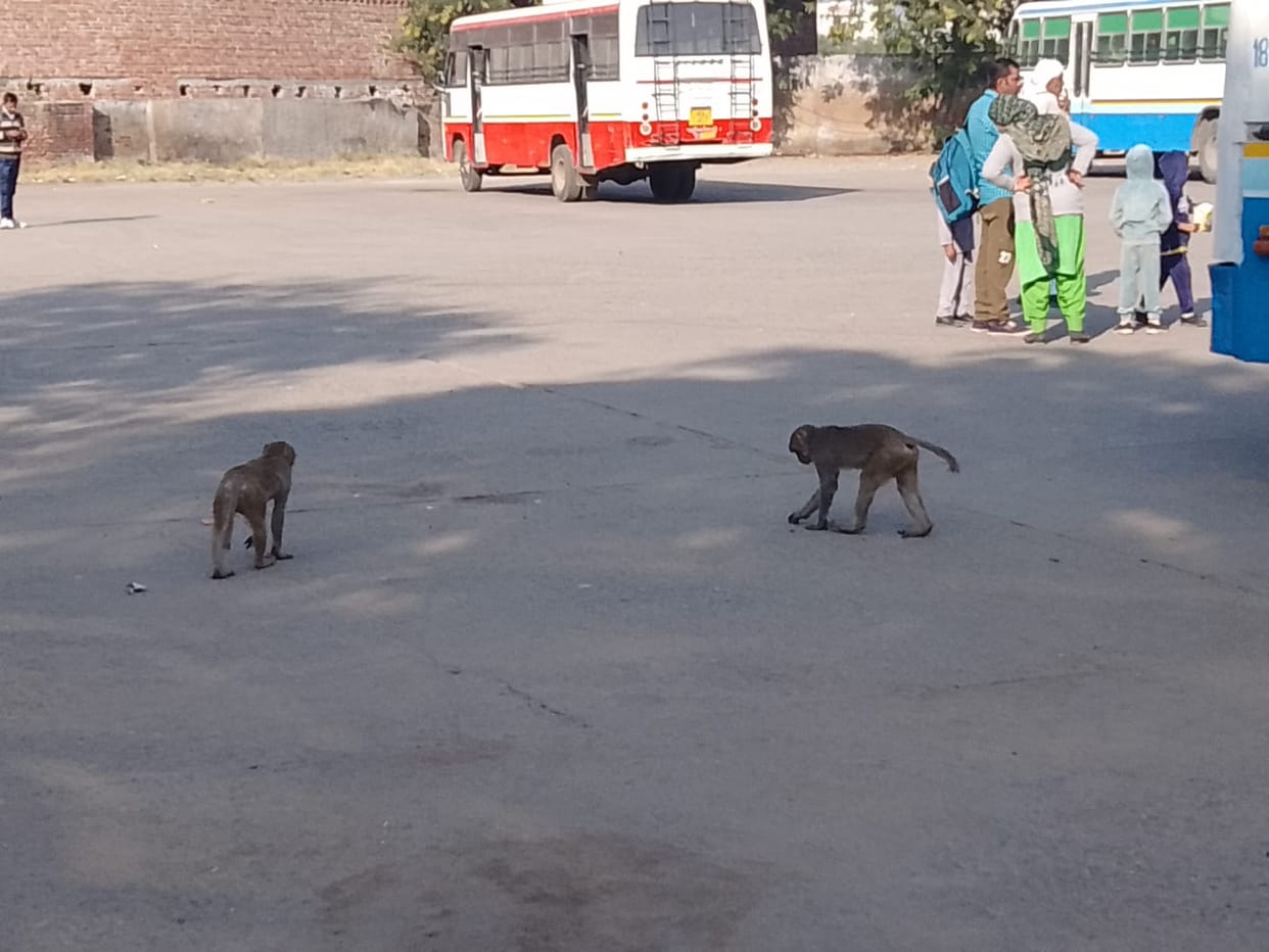 Monkeys cut CCTV camera wires twice in a month