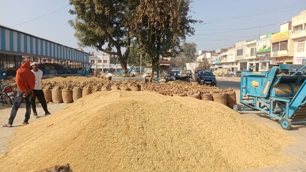 Basmati rice prices rise, bringing cheer to farmers' faces