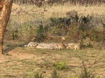 Gwalior News: Female cub KG-3 dies in a vehicle collision on the Agra-Mumbai National Highway.