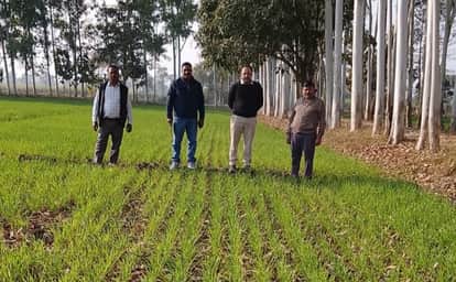 If disease and pest management is not done in time, it will affect the yield