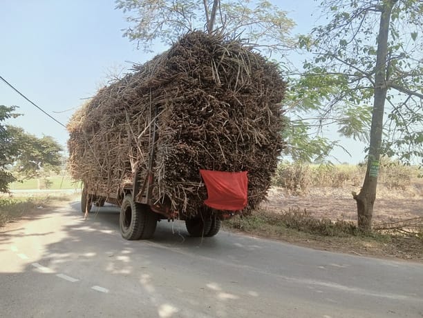 Overloaded sugarcane laden trolleys become a problem for passersby.