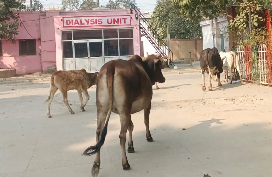 Animals roam freely in the medical college...posing a constant threat.