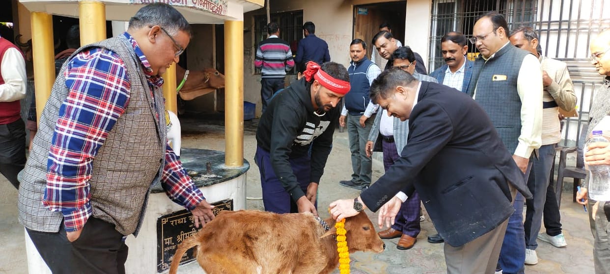 The cow dung cakes prepared at Kanha Gaushala are being used in religious rituals.