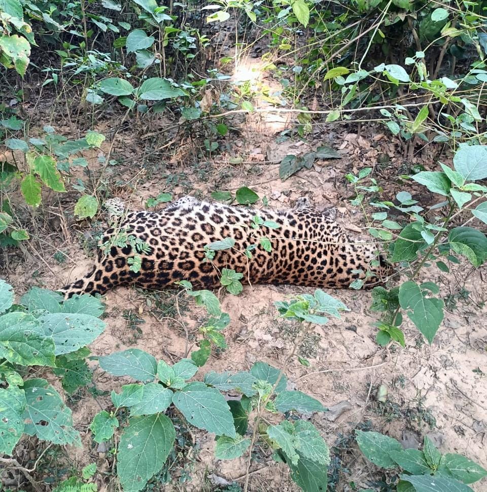 Leopard carcass found near canal in Hargaon