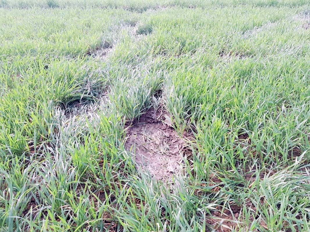 Nepalese elephants trampled sugarcane and wheat crops in six villages.