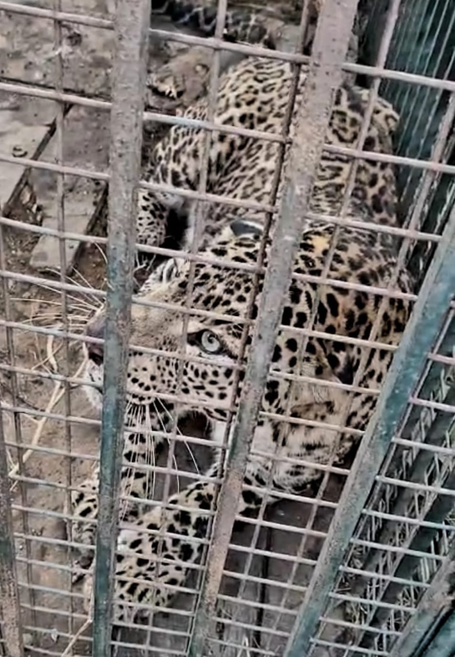 Cubs in Hakimatpur and leopards in Noorpur area caged