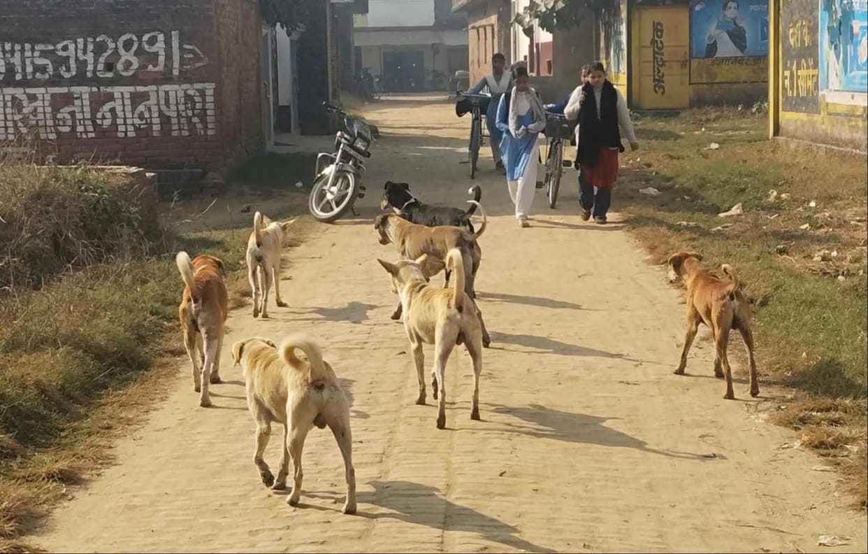 Trouble due to group of dogs near educational institutions