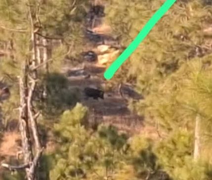 Women hide behind trees to escape the bear