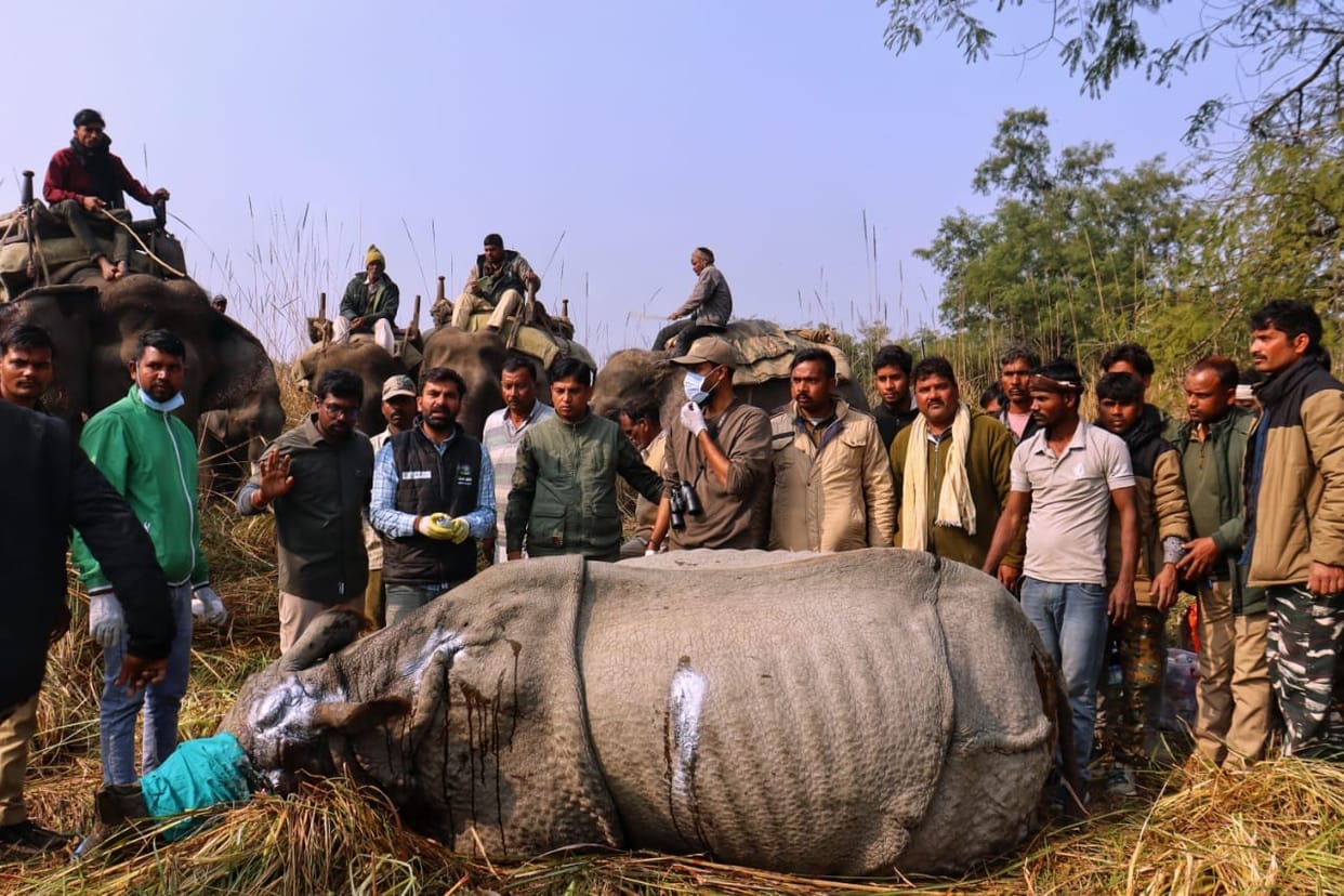 Male rhino seriously injured in mutual conflict